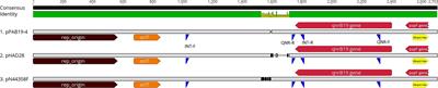 Transduction as a Potential Dissemination Mechanism of a Clonal qnrB19-Carrying Plasmid Isolated From Salmonella of Multiple Serotypes and Isolation Sources